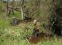 Springkraut entfernen am Bieberdamm in unserer Region