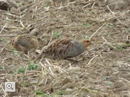 Treffen des Ornithologischen Arbeitskreises