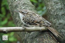 Treffen des Ornithologischen Arbeitskreises