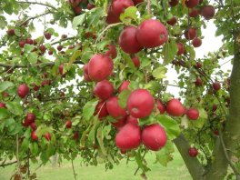 Une bonne technique vous assure beaucoup de fruits