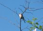 Vögel im oberen Kalltal