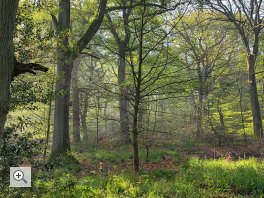 Vogelkundliche Wald-Exkursion zusammen mit dem Förderverein Propsteier Wald