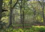 Vogelkundliche Wald-Exkursion zusammen mit dem Förderverein Propsteier Wald