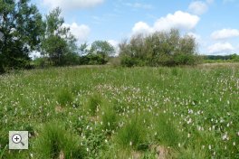 Wichtiger Lebensraum nicht nur für seltene Falter: Naturnahe Wiese am Lenzbach