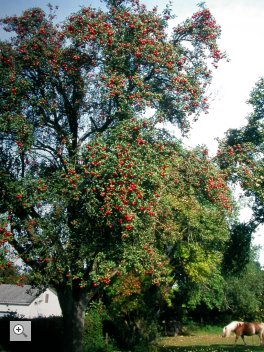 aachener hausapfel streuobstwiesenschutz