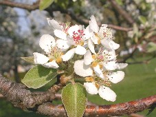 birnenblüte