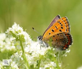 blauschillernder feuerfalter lycaene helle