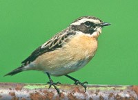 braunkehlchen (saxicola rubetra) kalltal