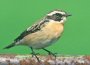 braunkehlchen (saxicola rubetra) kalltal