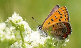 Der Blauschillernde Feuerfalter und andere Schmetterlinge