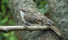 Vögel im oberen Kalltal