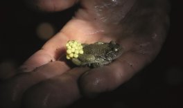 LIFE-Amphibienverbund: Treffen der Amphibien-Ranger/innen
