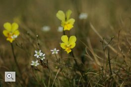 das gelbe galmeiveilchen (viola lutea ssp. calaminaria) kommt weltweit nur im galmeierzmetallzug im raum aachen bis ostbelgien vor.