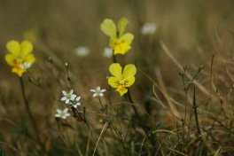 das gelbe galmeiveilchen (viola lutea ssp. calaminaria) kommt weltweit nur im galmeierzmetallzug im raum aachen bis ostbelgien vor.