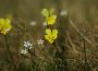 das gelbe galmeiveilchen (viola lutea ssp. calaminaria) kommt weltweit nur im galmeierzmetallzug im raum aachen bis ostbelgien vor.