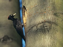 der schwarzspecht wird zukünftig von den maßnahmen im lebensraum wald profitieren