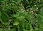 druesiges Springkraut