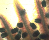 fast reife larven der flussperlmuschel in den kiemen einer bachforelle