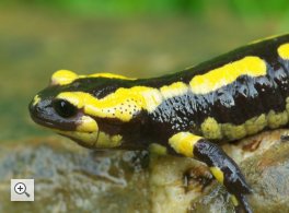 feuersalamander