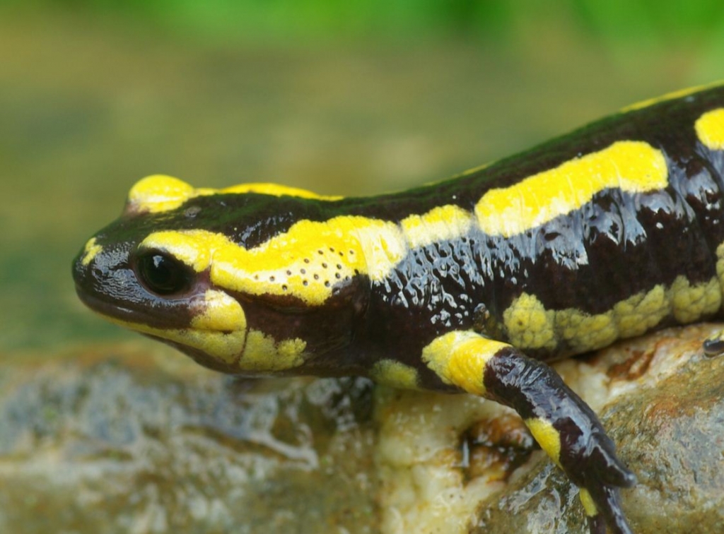  Salamander  Artenschutz Startseite Biologische 