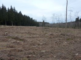 frisch entfichtete Fläche im wüstebachtal