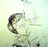 glochidium (muschellarve) flussperlmuschel