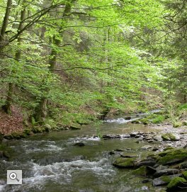 lebensraum fließgewässer: frei von wanderbarrieren für tiere erkensruhr eifel