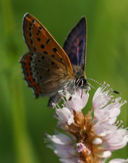 lycaena helle