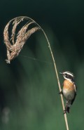 männchen im brutkleid braunkehlchen saxicola