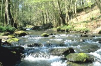 mittelgebirgsbach in der eifel (perlenbach)