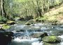 mittelgebirgsbach in der eifel (perlenbach)