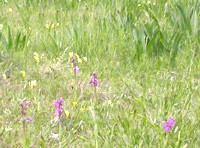 naturschutzgebiet bernhardshammer - binsfeldhammer 3