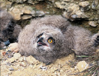 naturschutzgebiet bernhardshammer - binsfeldhammer junger vogel uhu