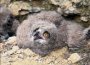 naturschutzgebiet bernhardshammer - binsfeldhammer junger vogel uhu