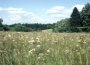 prairie marécageuse en jachère