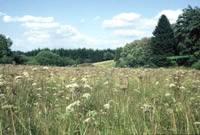 prairie marécageuse en jachère