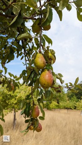 reife Münsterbirnen Ende August auf einer Streuobstwiese in Eschweiler