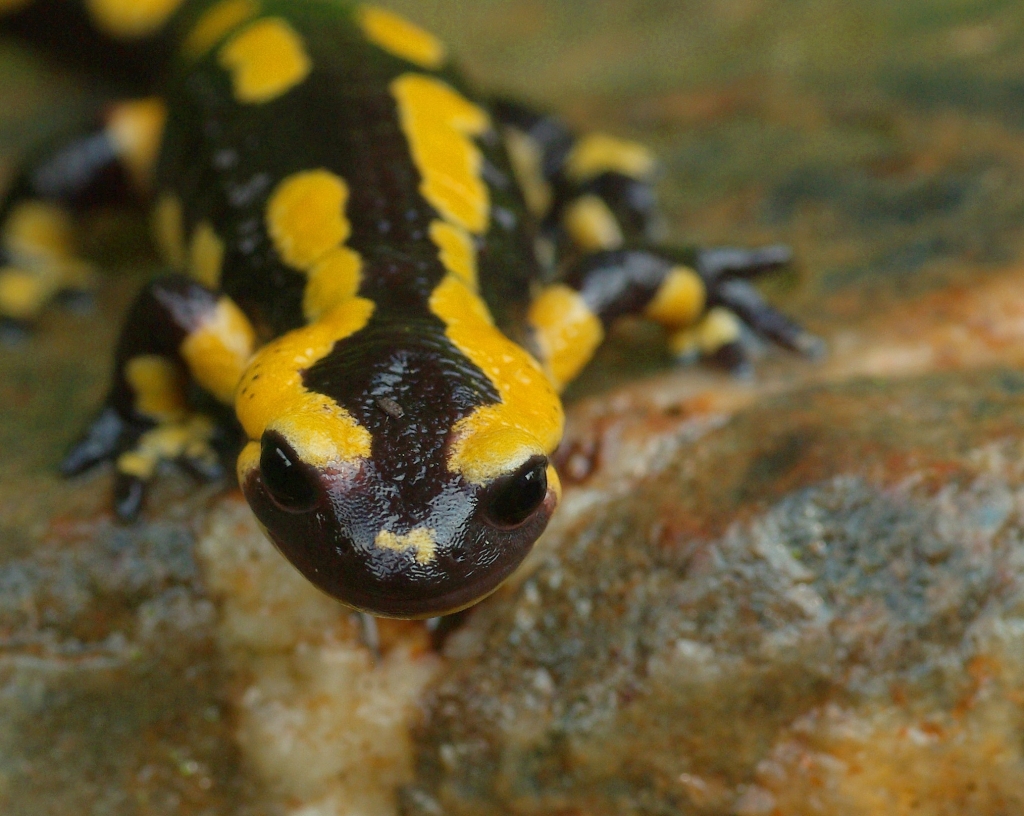  Salamander  Artenschutz Startseite Biologische 