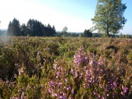 struffeltlandschaft mit erika