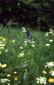 vertragsnaturschutz kultur- und landschaftsplanung