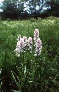 vertragsnaturschutz kultur- und landschaftsplanung