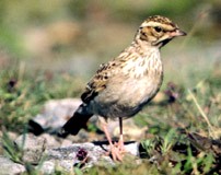 vogel steinbruch